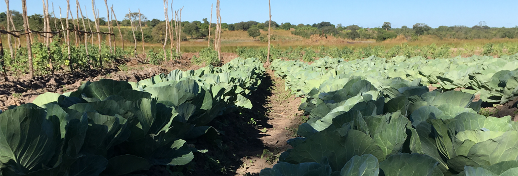 Andrew-hybrid-cabbage-seedlings-planted-in-Zambia