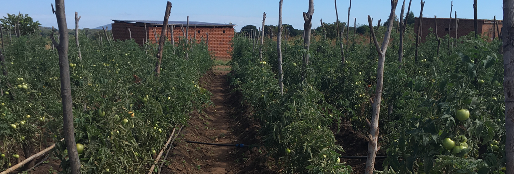Andrew-hybrid-tomato-seedlings-planted-in-Zambia
