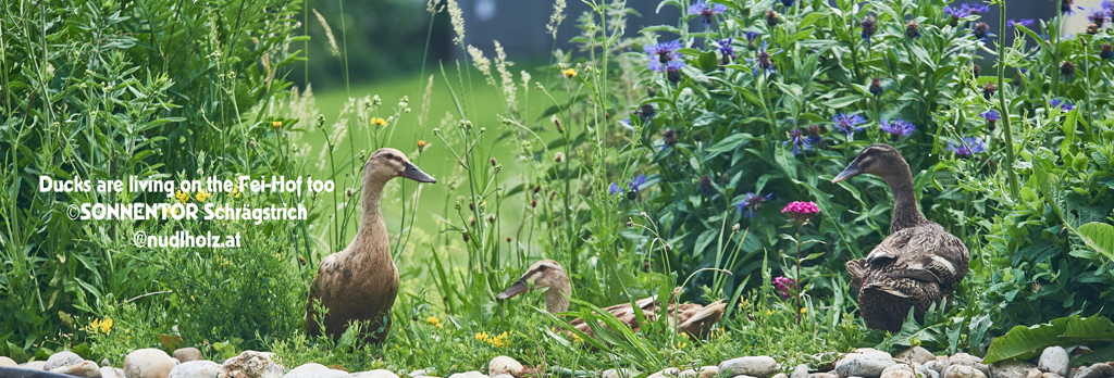 Ducks are part of the farming community